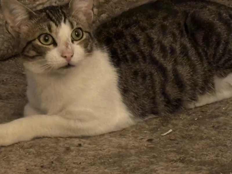 A young medium-sized male Tabby (Buff / Tan / Fawn) Domestic Short Hair cat named Axel for adoption in Haltom City, TX