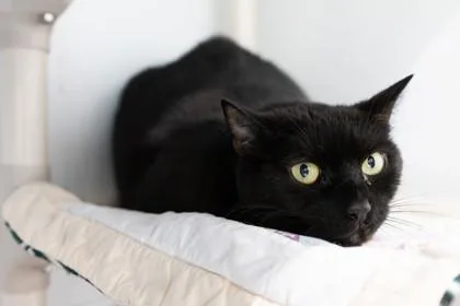 An adult large-sized male Domestic Short Hair cat named Kimchi for adoption in Ringoes, NJ