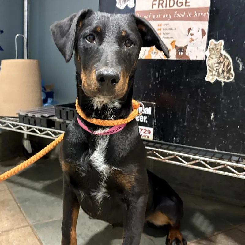 A young medium-sized female Black Mixed Breed dog named Sasha for adoption in Chattanooga, TN
