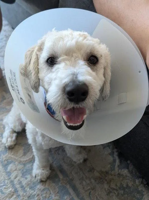 A young small-sized male Poodle dog named Banjo for adoption in San Diego, CA