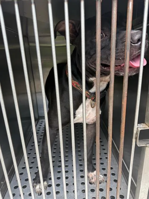 A young large-sized male Mixed Breed dog named Squirt for adoption in Dallas, TX