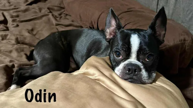 Odin Meredith Maryville  thumbnail 2