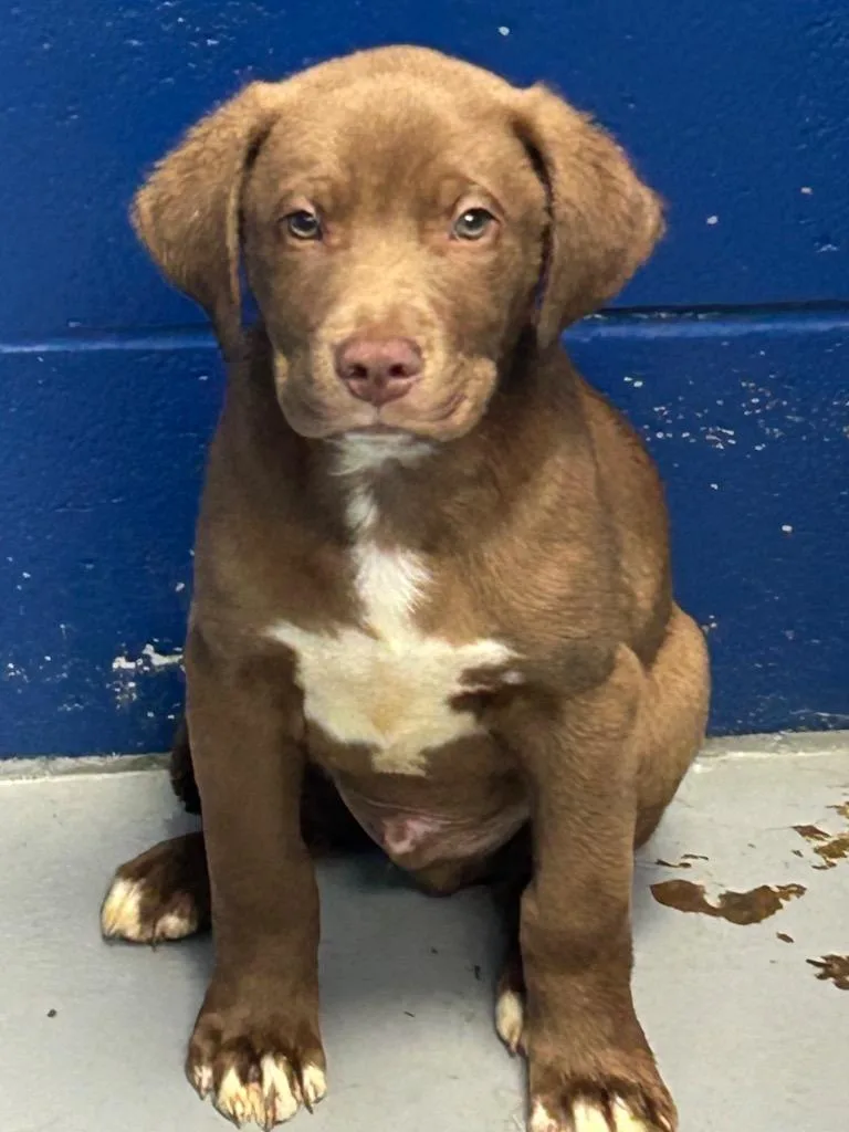 A baby medium-sized male Labrador Retriever dog named Cason for adoption in Hartsville, SC