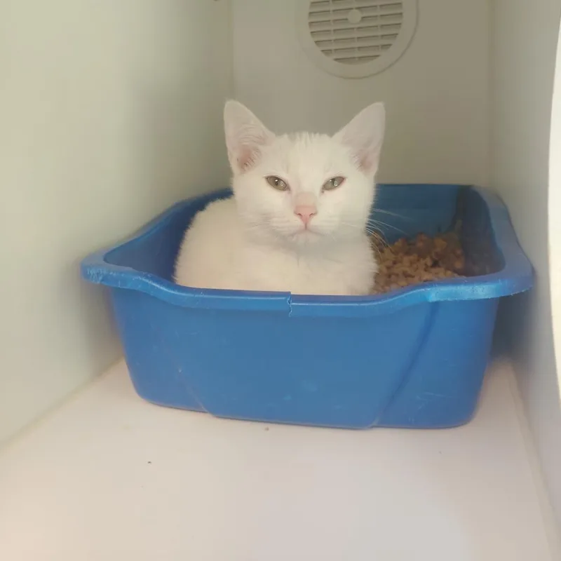 A baby small-sized female White Domestic Short Hair cat named Queso for adoption in Tulsa, OK