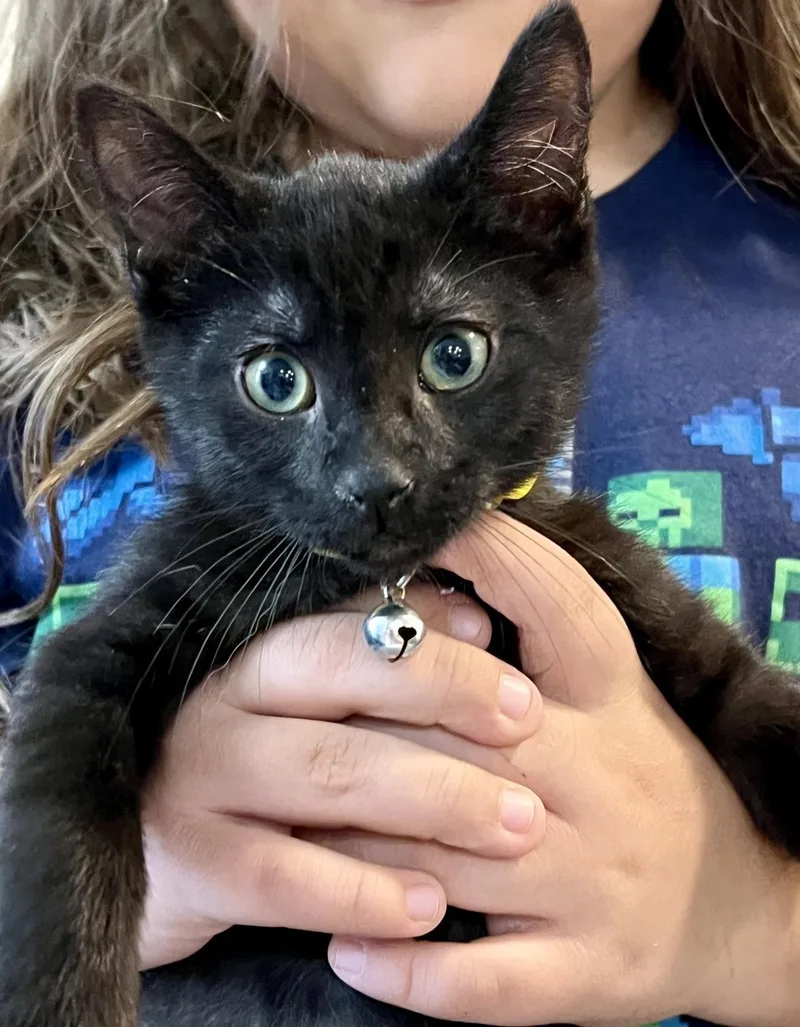 A baby medium-sized male Black Domestic Short Hair cat named Aragorn Of The Shire for adoption in Chandler, AZ