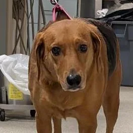 An adult large-sized female Brown / Chocolate Mixed Breed dog named Lacy for adoption in Jacksonville, FL