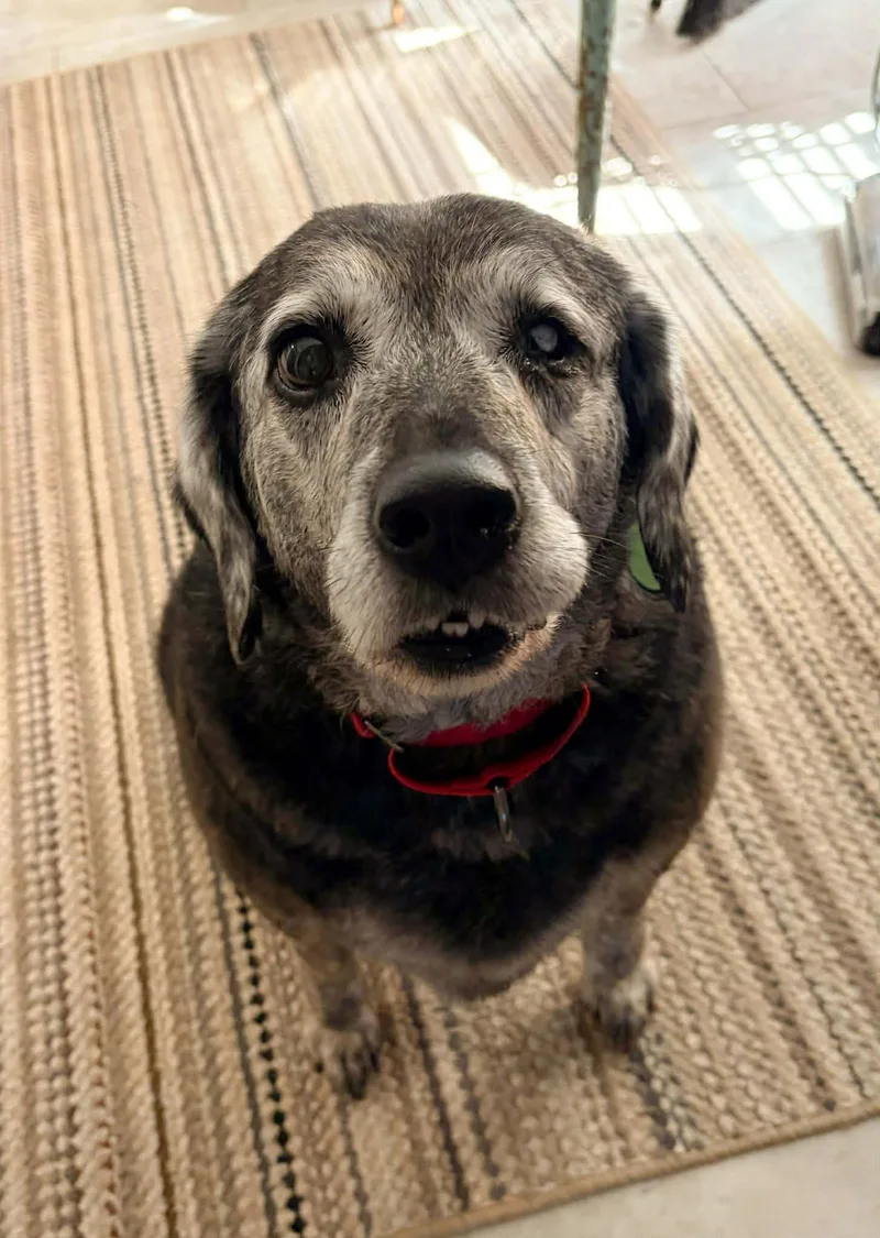 An adult medium-sized male Labrador Retriever dog named Wyatt for adoption in Arlington, VA