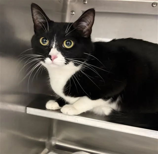 A young small-sized female Domestic Short Hair cat named Princess Mila for adoption in Chula Vista, CA