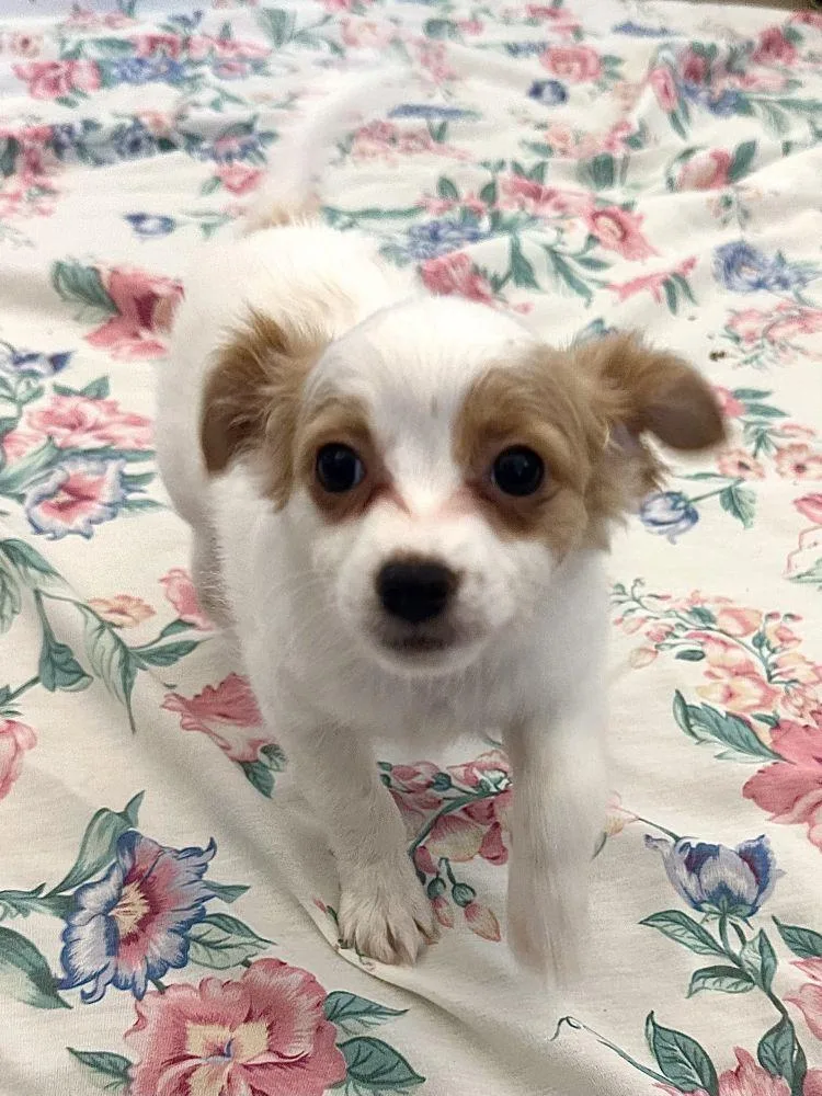 A baby small-sized female White / Cream Mixed Breed dog named Petunia for adoption in Alexandria, VA