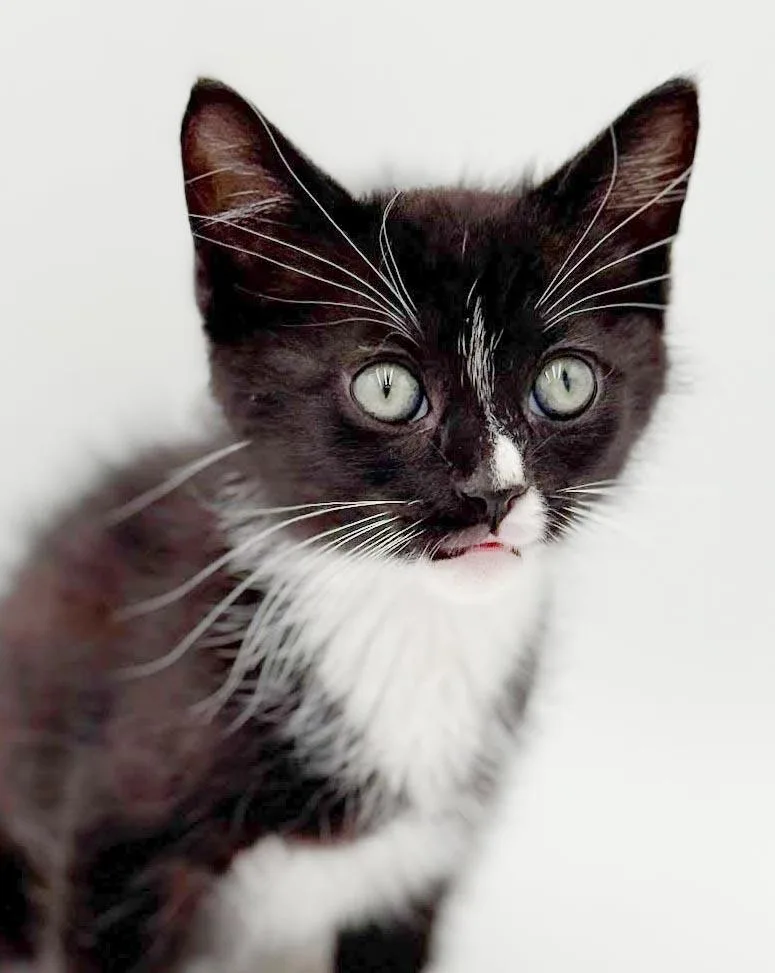 A baby small-sized male Black & White / Tuxedo Tuxedo cat named Ace our love  for adoption in Bedford Hills, NY
