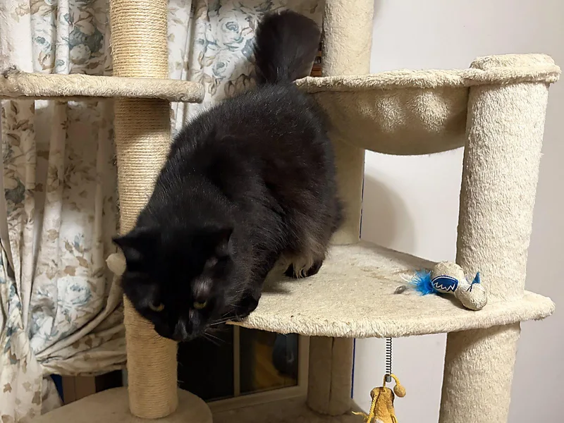 An adult medium-sized male Black Domestic Medium Hair cat named Rayven for adoption in Walled Lake, MI