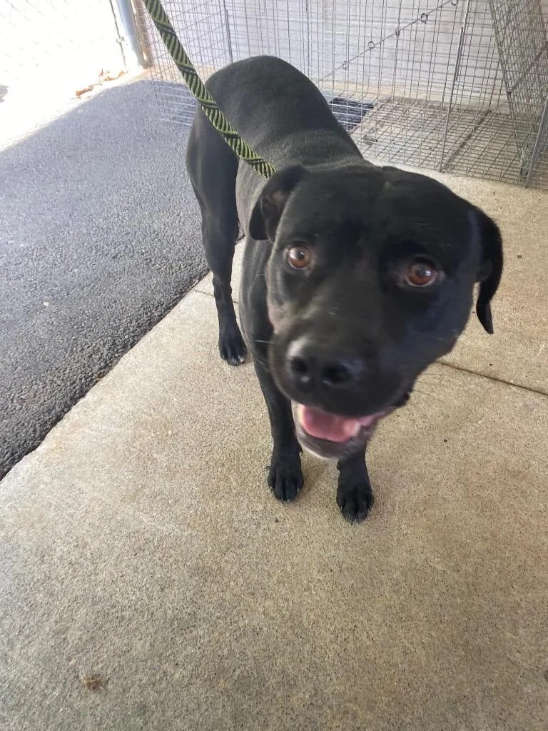 A young large-sized male Pit Bull Terrier dog named Duke for adoption in Cartersville , GA
