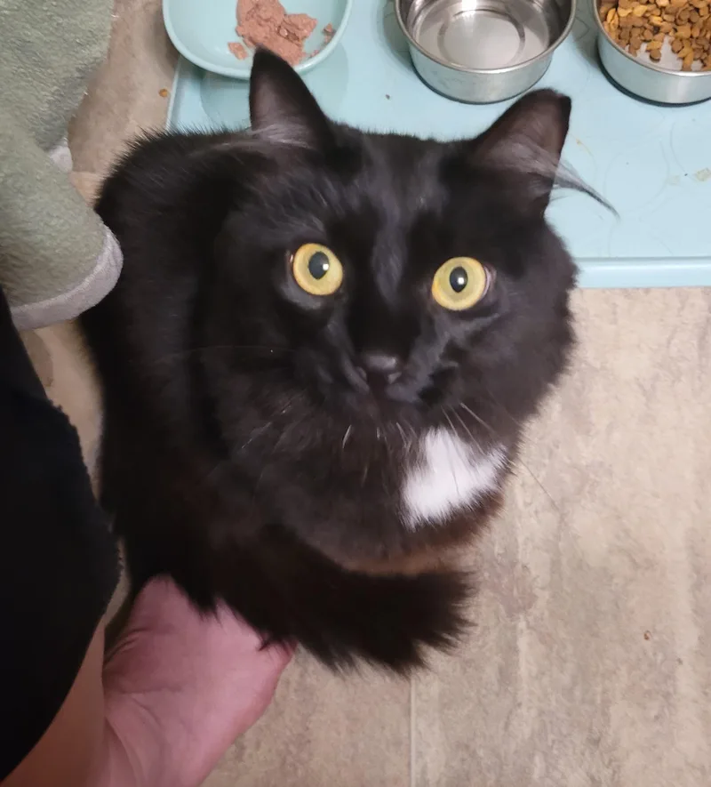 An adult medium-sized female Black Domestic Medium Hair cat named Linky for adoption in Duluth, GA
