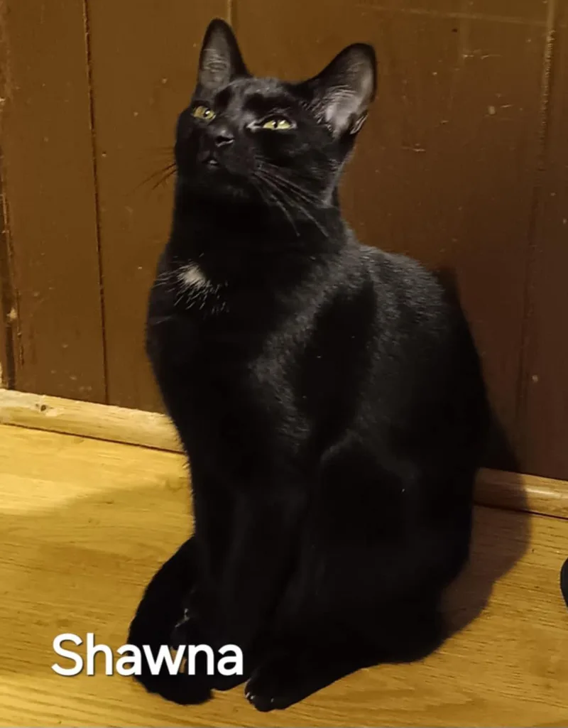A young medium-sized male Black Abyssinian cat named Zz Shawna ~ Courtesy for adoption in Utica, MI