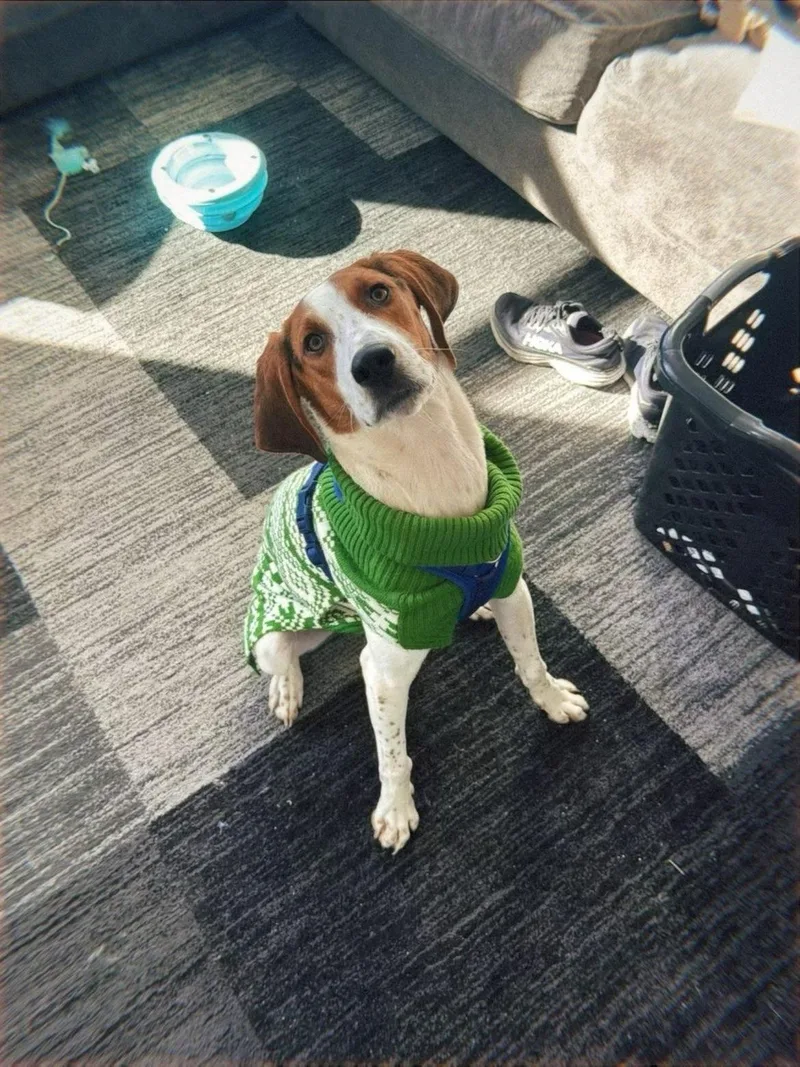 An adult medium-sized male Tricolor (Brown, Black, & White) Coonhound dog named Huckleberry Hound for adoption in Spokane, WA