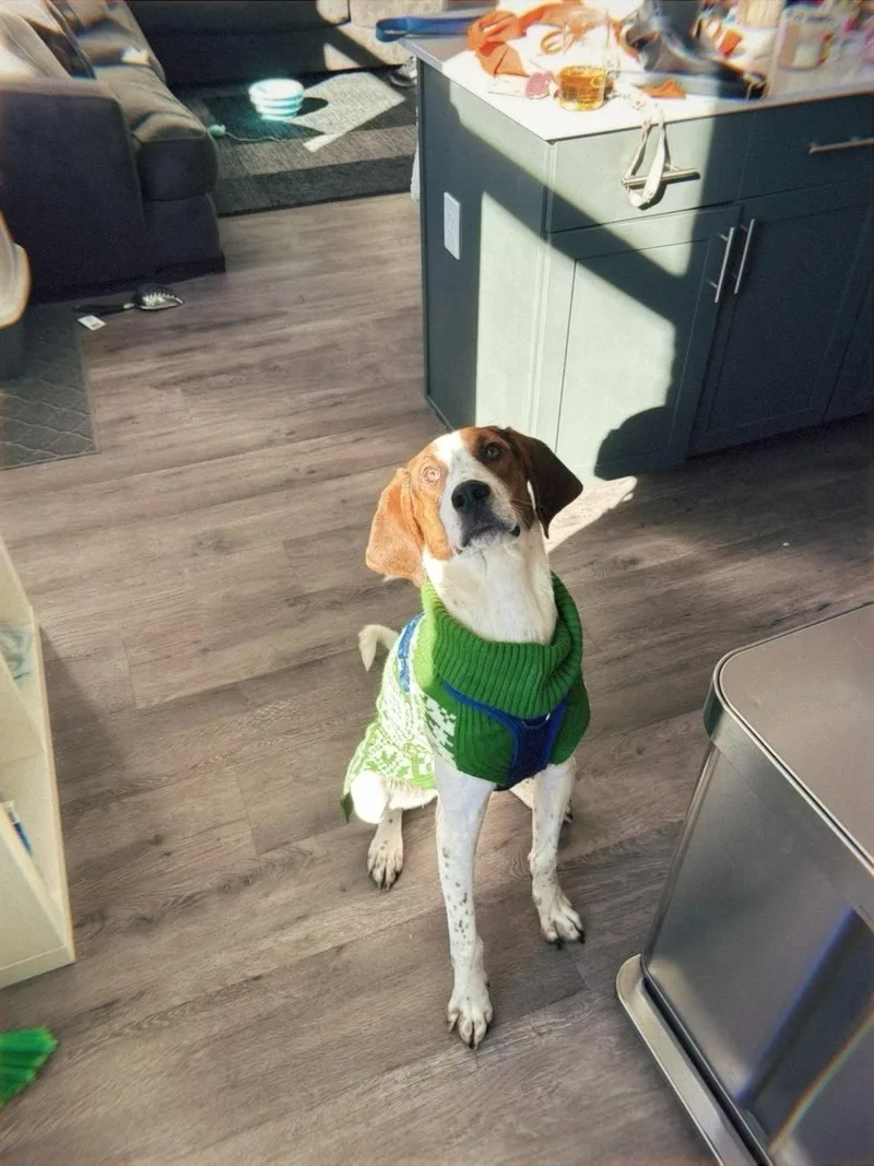 Huckleberry Hound thumbnail 2