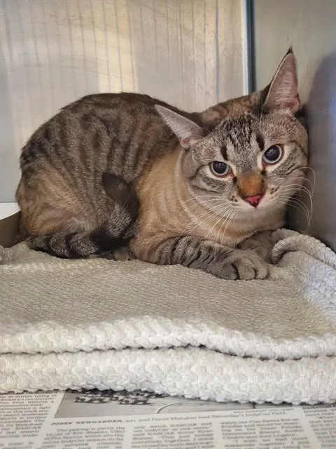 Felix