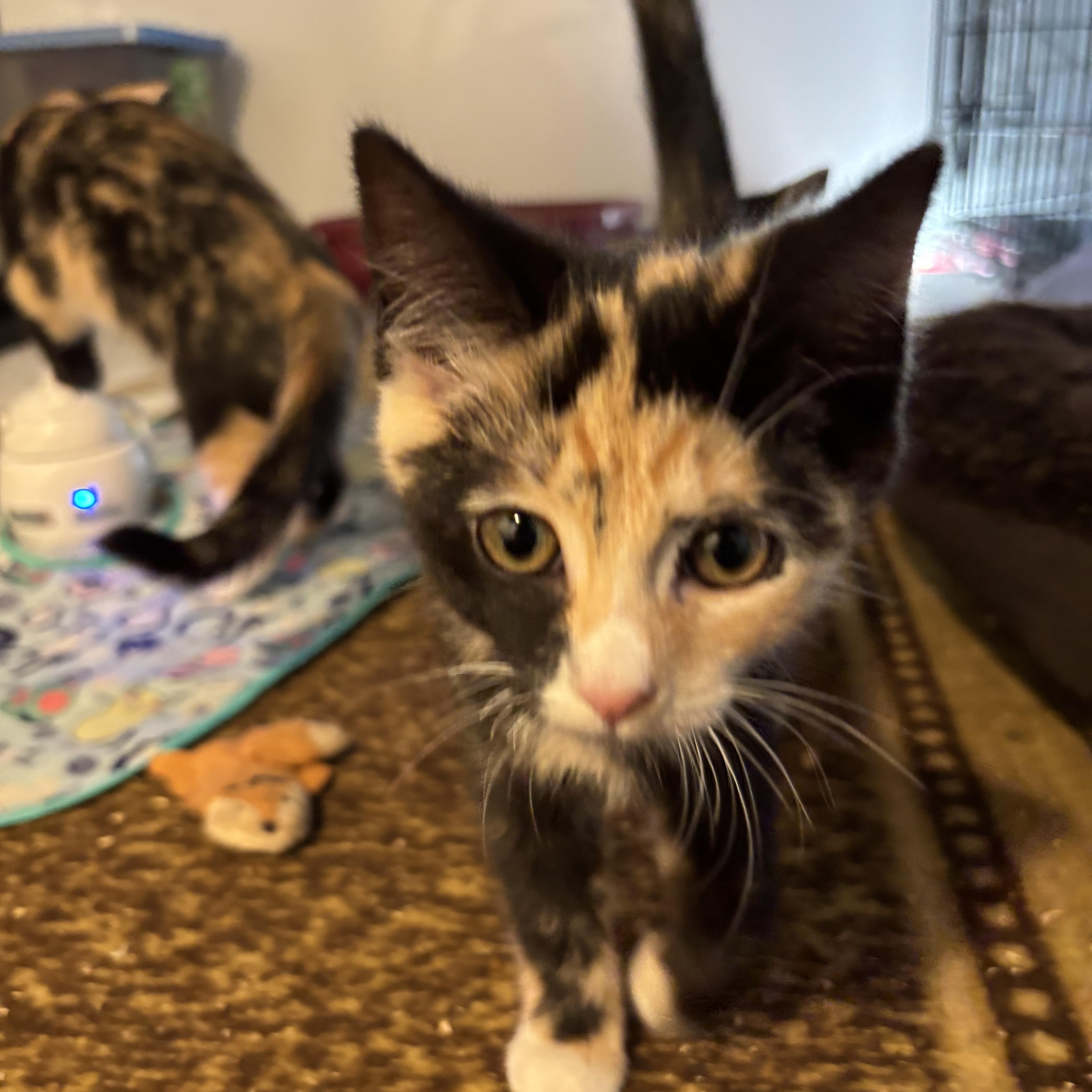 A baby medium-sized female Calico Domestic Short Hair cat named Comet for adoption in Chambersburg, PA
