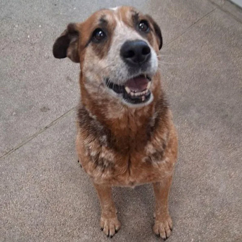 An adult medium-sized female Cattle Dog dog named Lake for adoption in Kingman, AZ