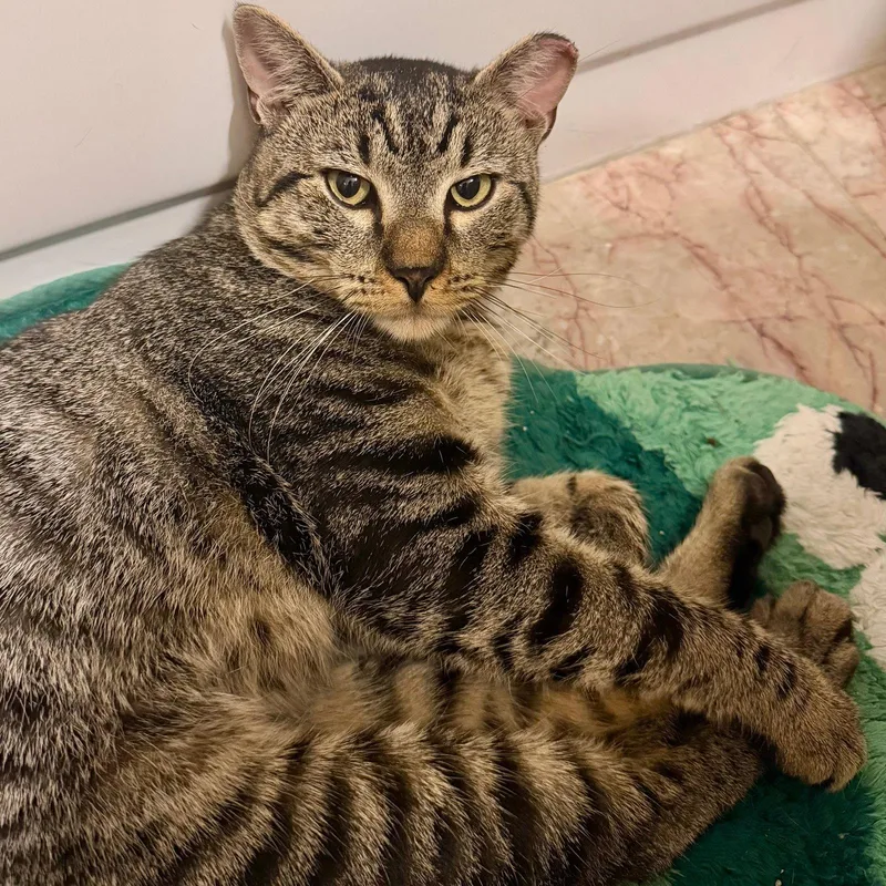 An adult medium-sized male Domestic Short Hair cat named Puffin for adoption in Brooklyn, NY