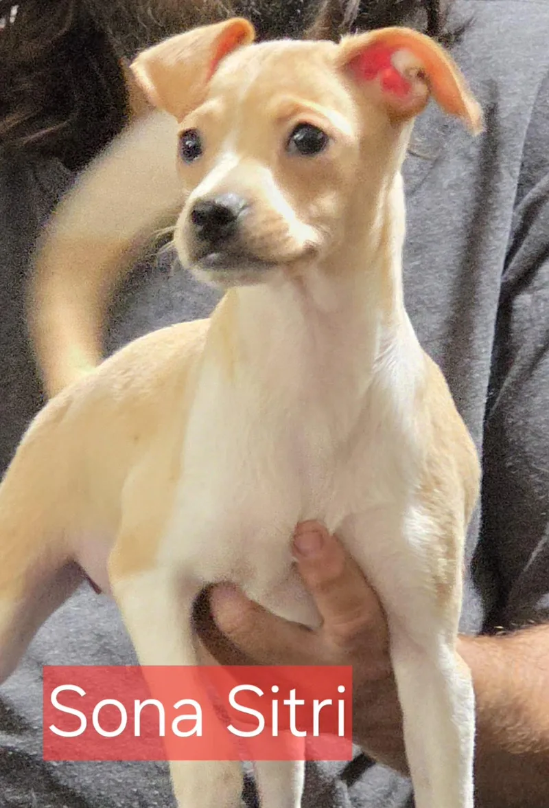 A baby small-sized female Chihuahua dog named Sona Sitri for adoption in Minneapolis, MN