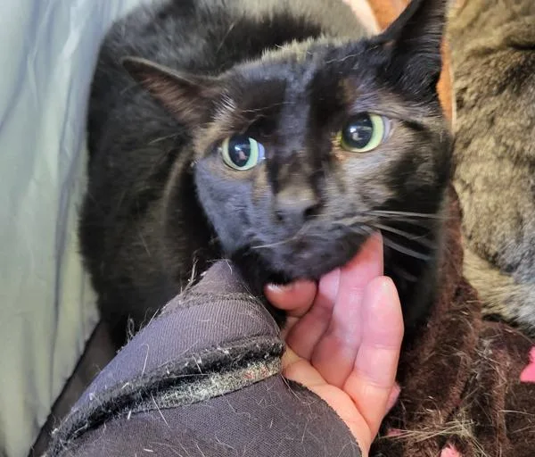 A young small-sized female Domestic Short Hair cat named If Papaya for adoption in Lawrenceville, GA