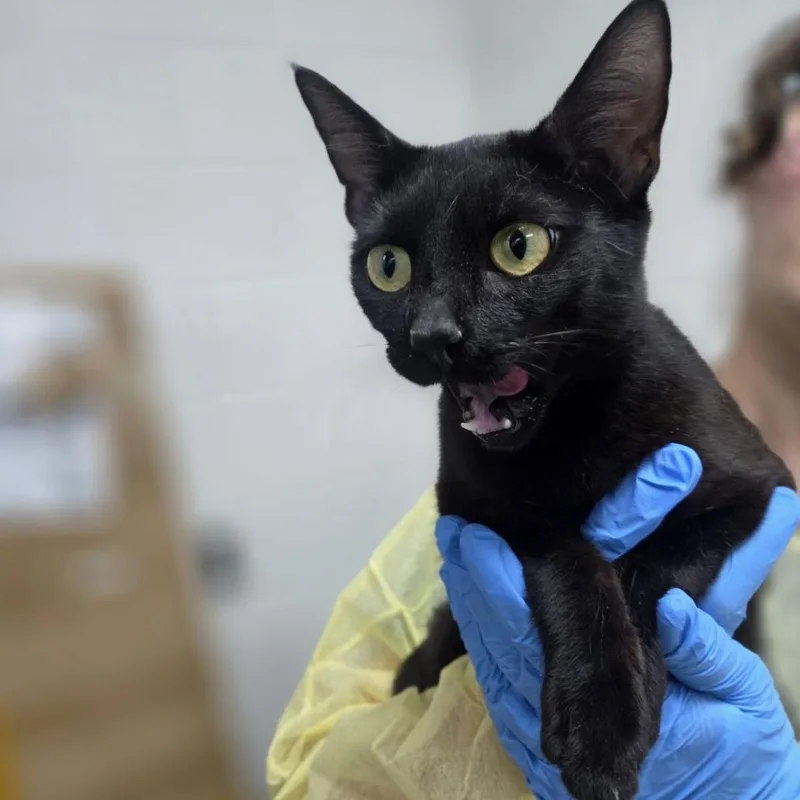 A young medium-sized female Black Domestic Short Hair cat named Etnies for adoption in Incline Village, NV