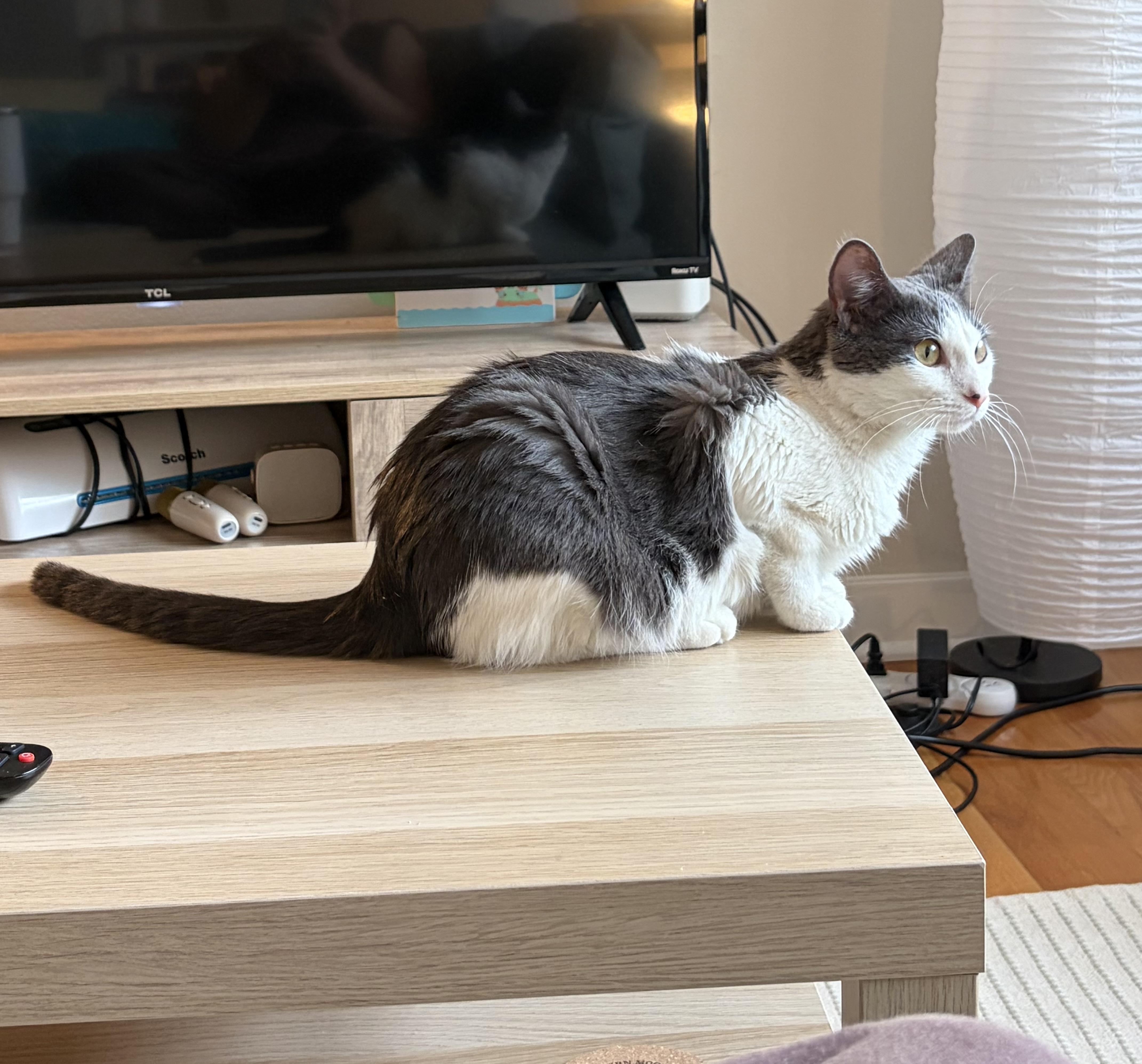 An adult medium-sized female Gray & White Domestic Short Hair cat named Aubrey Plaza for adoption in Evanston, IL