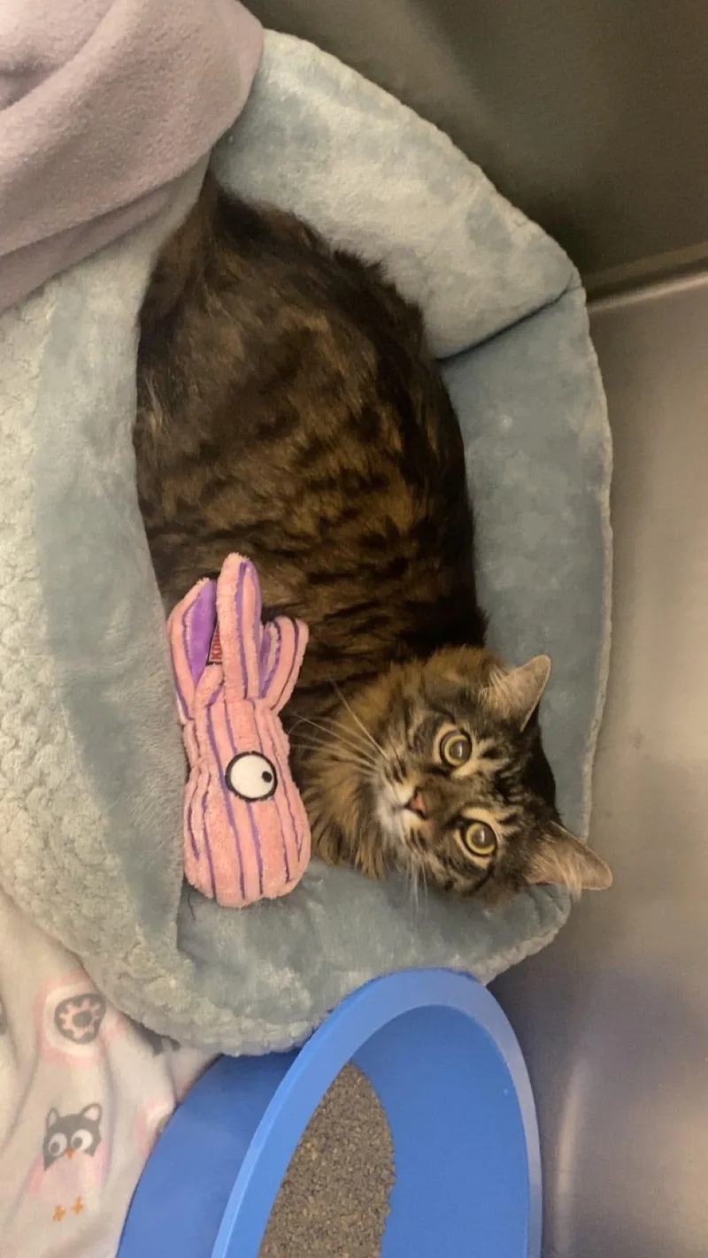 An adult large-sized male Norwegian Forest Cat cat named Skittles for adoption in Moore, SC