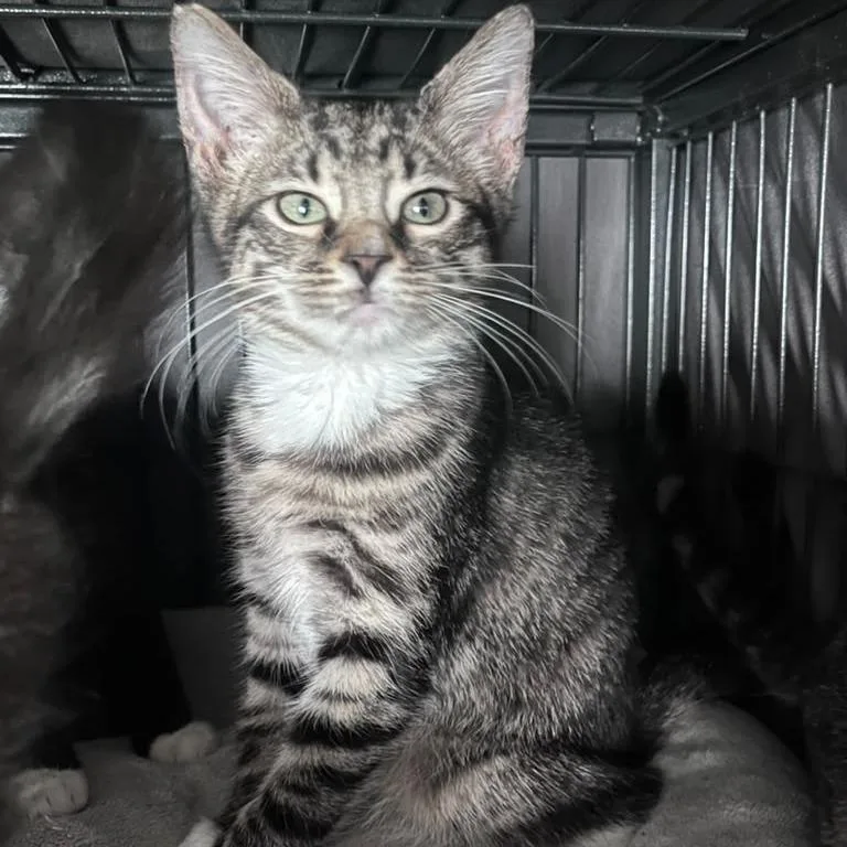 A baby small-sized female Brown / Chocolate Domestic Short Hair cat named Elizabeth Swann for adoption in Winchester, VA