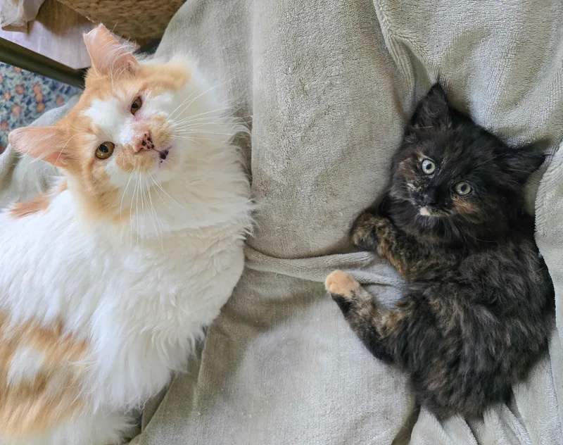 A baby medium-sized female Tortoiseshell Domestic Long Hair cat named Saphira for adoption in Mullica Hill, NJ