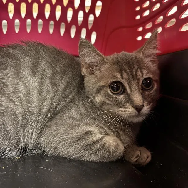 A baby small-sized female Domestic Short Hair cat named Nyla for adoption in Camarillo, CA