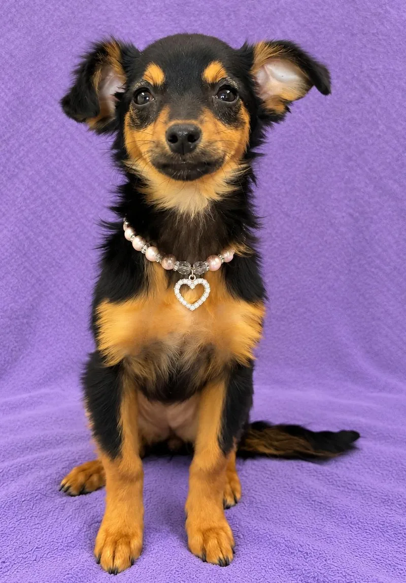 A baby small-sized female Black Chihuahua dog named Daisy for adoption in Lodi, CA