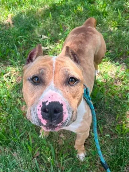 An adult large-sized female Brown / Chocolate Pit Bull Terrier dog named Rosalia for adoption in Kansas City, MO