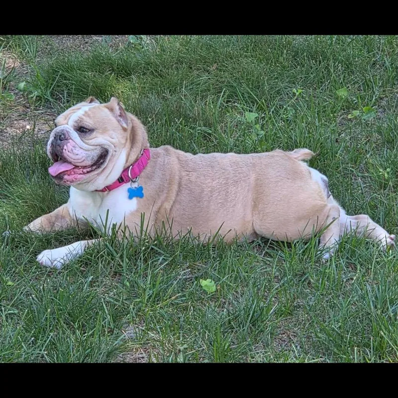 An adult medium-sized female Apricot / Beige American Bully dog named Pot Roast for adoption in Midlothian, VA