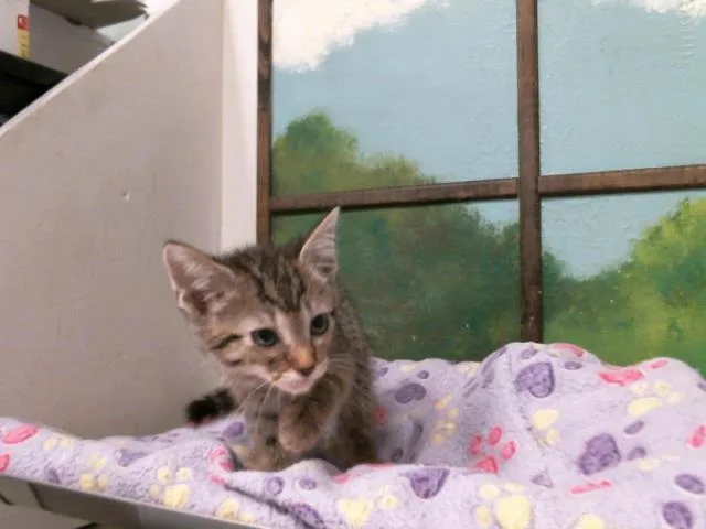 A baby small-sized male Domestic Short Hair cat named Dexter for adoption in Houston, TX