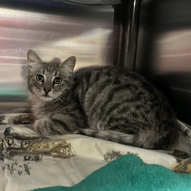 A young small-sized male Gray / Blue / Silver Domestic Short Hair cat named Tender for adoption in Pauls Valley, OK
