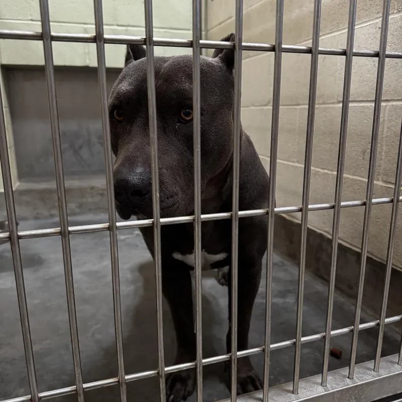 A senior large-sized male Gray / Blue / Silver Pit Bull Terrier dog named Iepastray for adoption in Upland, CA