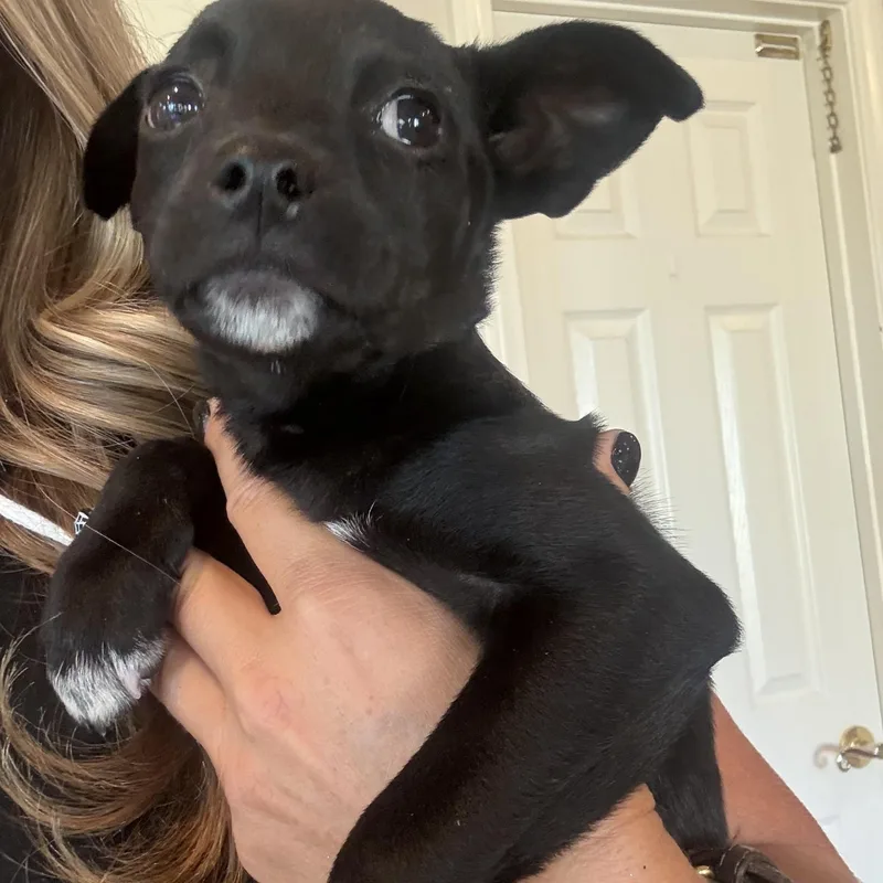 A baby small-sized female Pug dog named Cessna for adoption in San Diego, CA