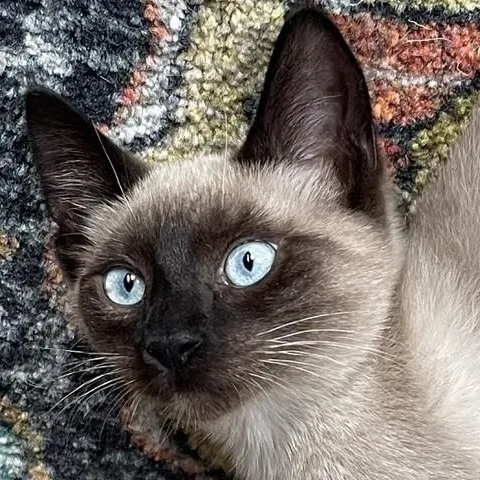 A baby medium-sized female Seal Point Siamese cat named Uhura  Sweet and for adoption in Hoquiam, WA