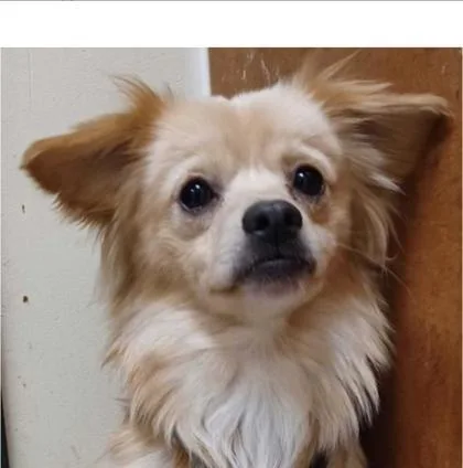 Snowflake thumbnail 2