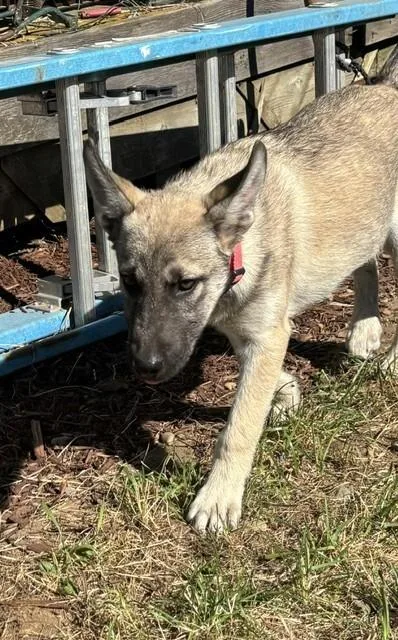 A young large-sized female German Shepherd Dog dog named Everly for adoption in Seattle, WA