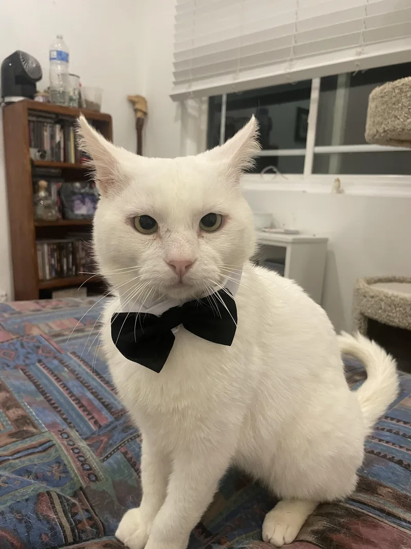 An adult medium-sized male White American Shorthair cat named Gobi for adoption in Beverly Hills, CA