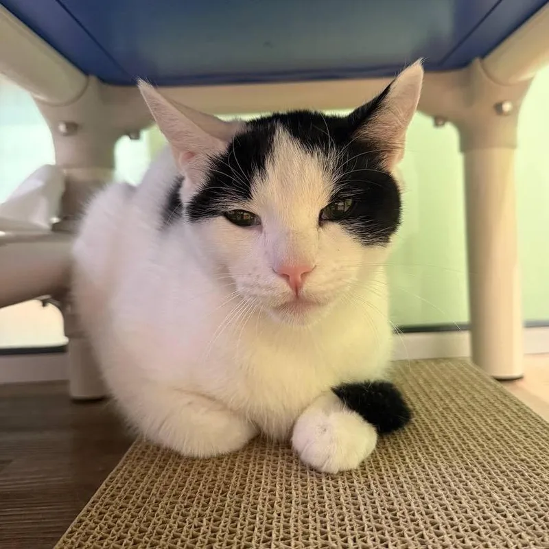 A young medium-sized male White Domestic Short Hair cat named Snake for adoption in Wantagh, NY