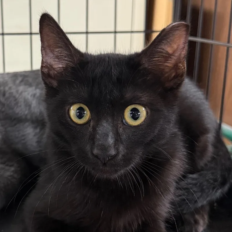 A baby small-sized male Black Domestic Short Hair cat named JiJi for adoption in Long Beach, CA