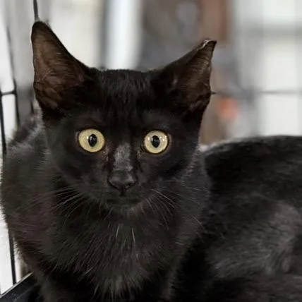 JiJi thumbnail 2