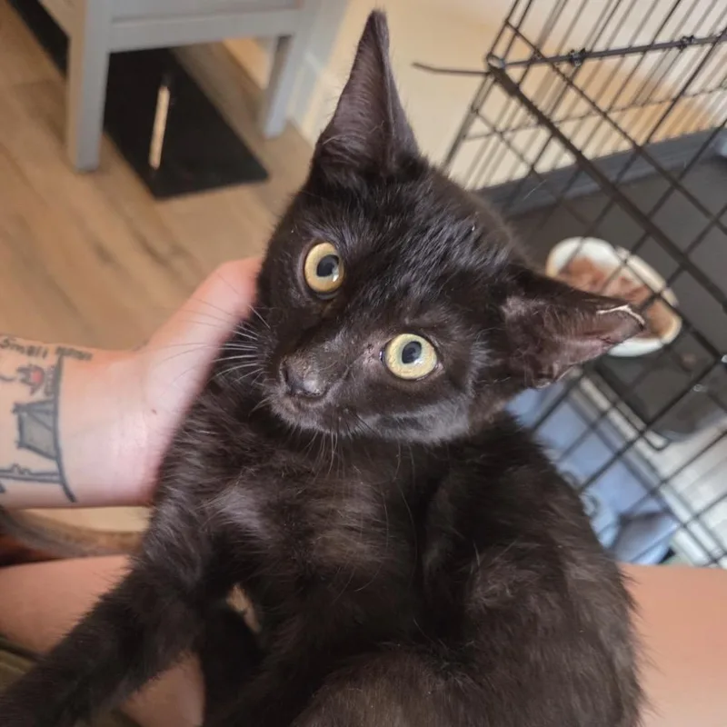 JiJi thumbnail 3