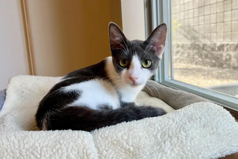 A young small-sized female Domestic Short Hair cat named Pipkin for adoption in Fountain Hills, AZ