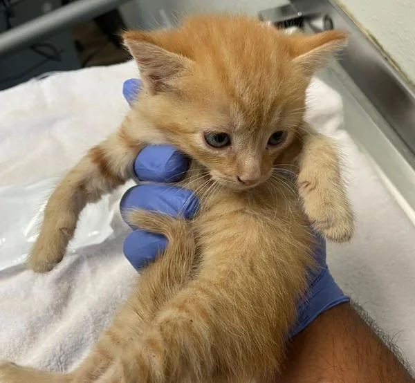 A baby small-sized female Domestic Short Hair cat named Mantis for adoption in San Diego, CA