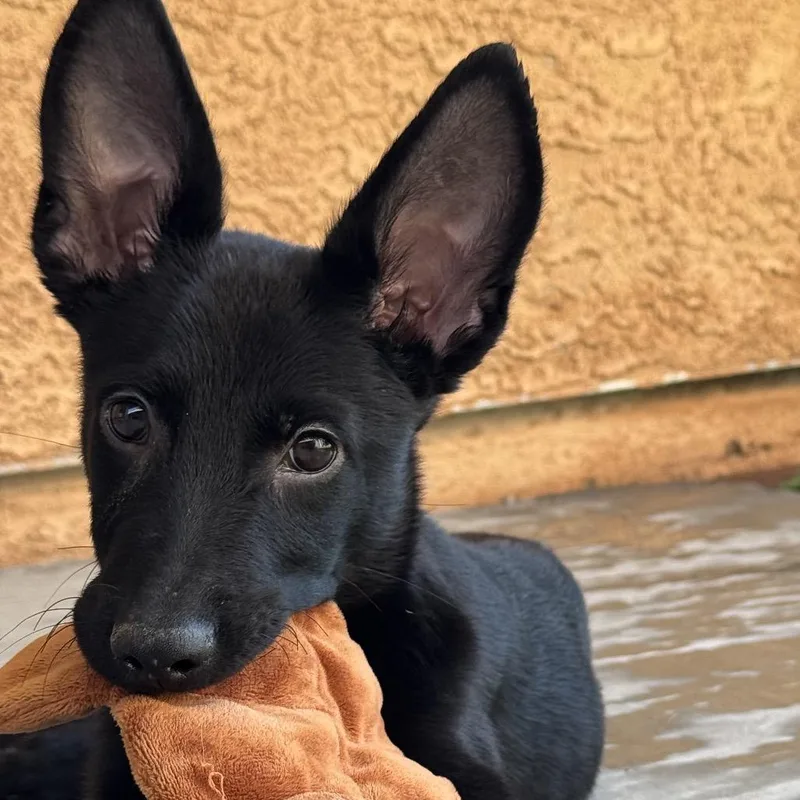 A baby medium-sized male Black Shepherd dog named Lawless for adoption in Las Vegas, NV